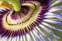 Passion Flower Passion Flower