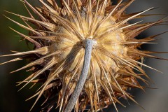 Spiky Plant 01 Spiky Plant 01