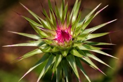 Spiky Plant 02 Spiky Plant 02