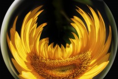 Sunflower Sphere Sunflower Sphere
