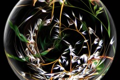 Spherical Grasses Spherical Grasses